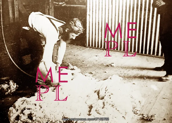  : Shearing a sheep, Sheep Station, Australia, Victorian period
