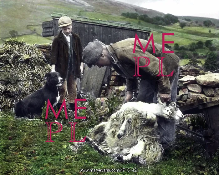 : Shearing sheep in Swaledale in the 1940s : Shearing sheep in Swaledale in the 1940s