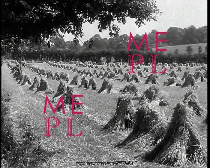 : Sheaves of Corn Lining a Field in the British : Sheaves of Corn Lining a Field in the British