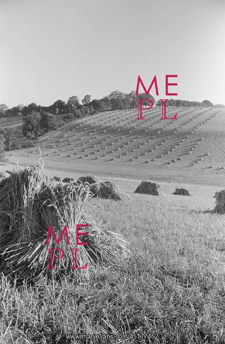 : Sheaves of wheat : Sheaves of wheat