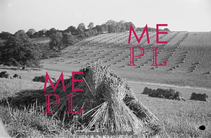 : Sheaves of wheat : Sheaves of wheat