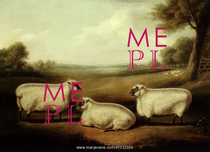  : Three Sheep