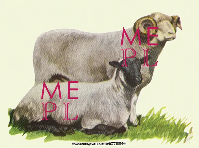 : Two Sheep : Two Sheep