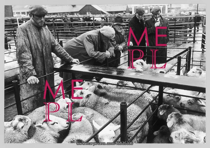 : SHEEP AT AN AUCTION : SHEEP AT AN AUCTION