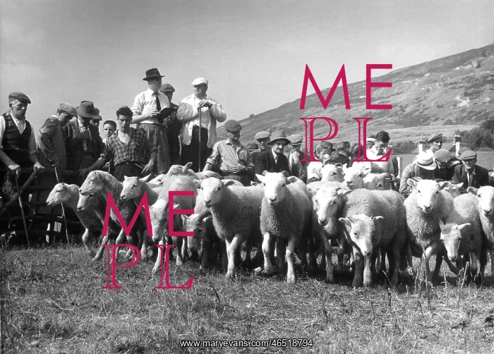  : SHEEP AUCTION, LAKES 2