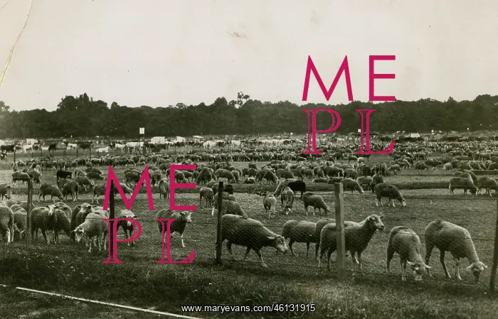 : Sheep in Bagatelle Park, Paris, WW1 : Sheep in Bagatelle Park, Paris, WW1