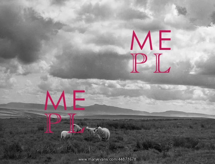  : SHEEP & BRECON BEACONS