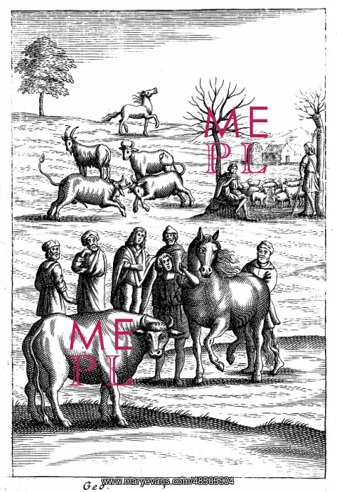 : Sheep, cattle, horses and goats: In foreground : Sheep, cattle, horses and goats: In foreground