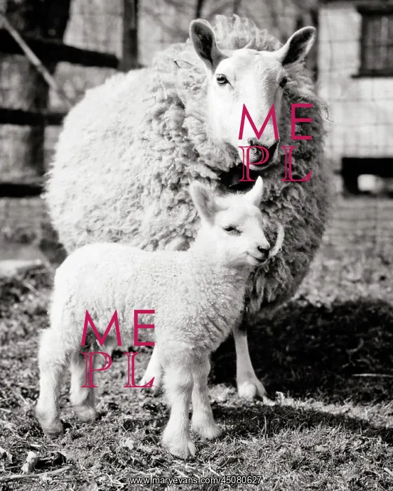 : Sheep Cheviot Ewe and Lamb Standing Together : Sheep Cheviot Ewe and Lamb Standing Together