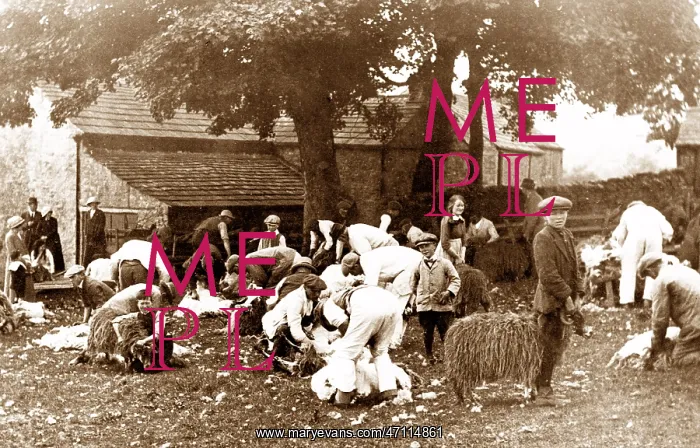  : Sheep Clipping, Stanhope