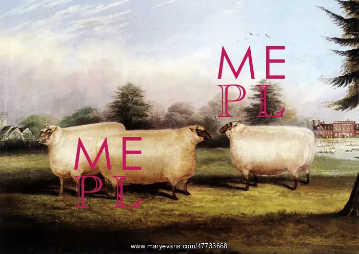  : Three Sheep in the Country