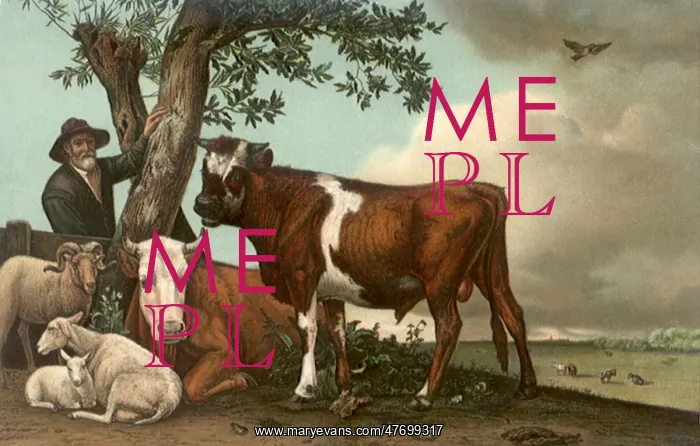  : Sheep, Cows Under Tree