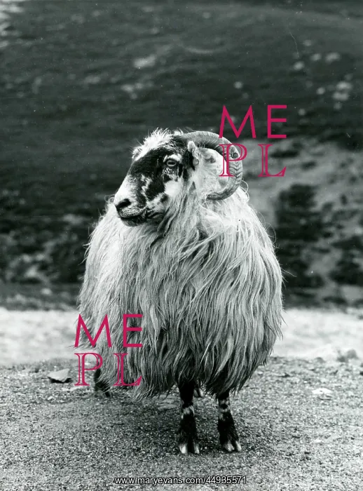  : Sheep with curved horns and thick woolly coat