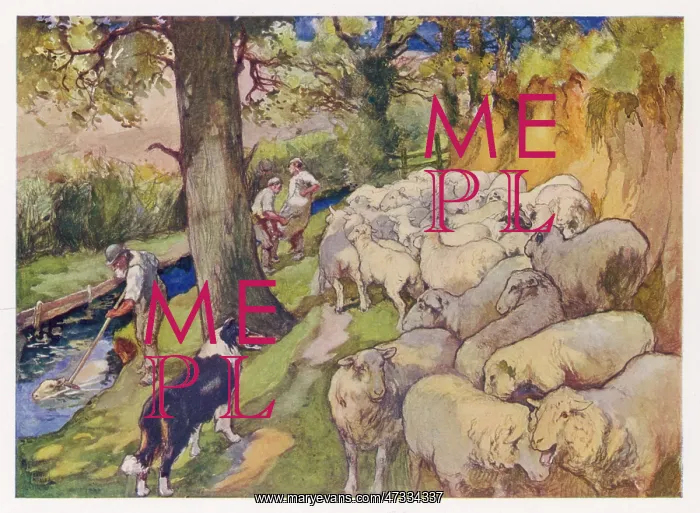: SHEEP DIPPING 1916 : SHEEP DIPPING 1916
