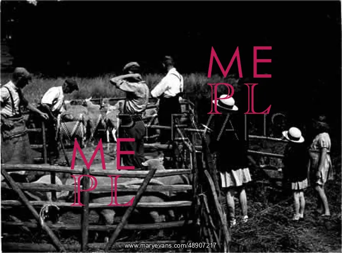 : SHEEP DIPPING 1930S : SHEEP DIPPING 1930S