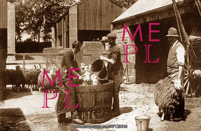  : Sheep dipping