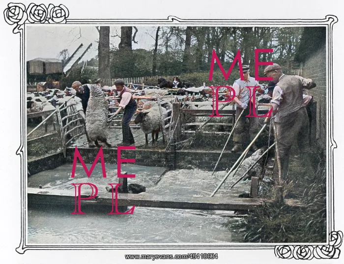 : Sheep dipping on a British farm : Sheep dipping on a British farm