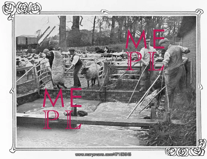 : Sheep dipping on a British farm : Sheep dipping on a British farm
