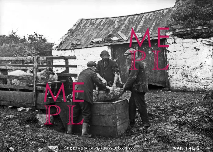 : Sheep Dipping, Co. Antrim : Sheep Dipping, Co. Antrim