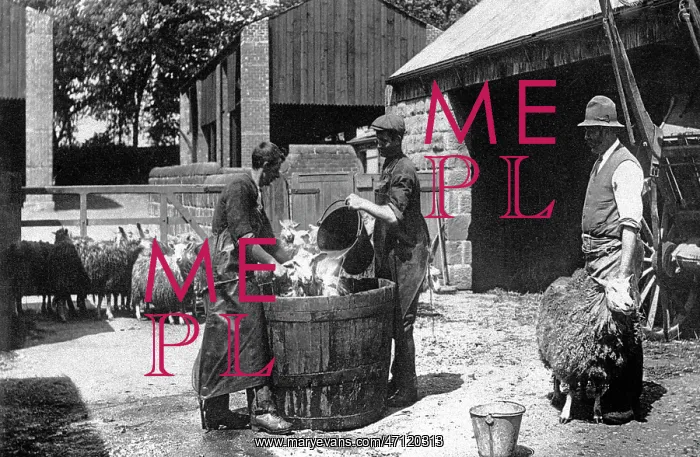  : Sheep dipping early 1900s