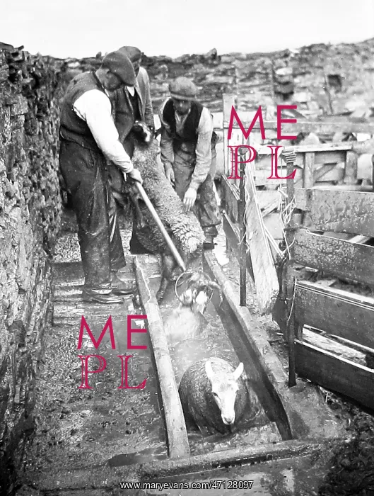  : Sheep dipping early 1900s