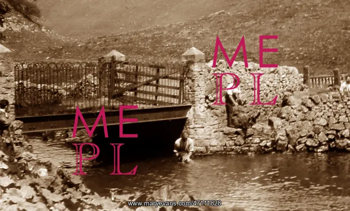 : Sheep dipping in a river, early 1900s