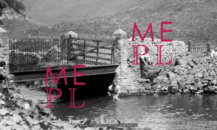  : Sheep dipping in a river, early 1900s