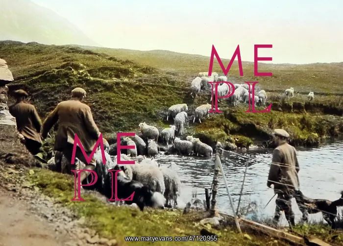  : Sheep dipping, Scottish Highlands, probably 1930s