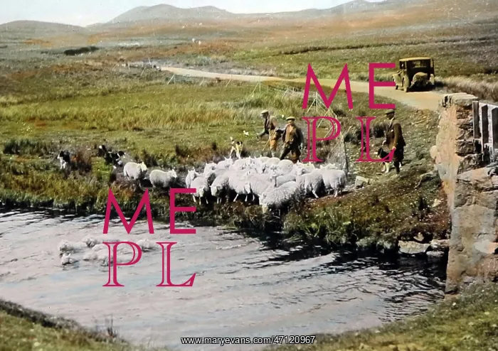  : Sheep dipping, Scottish Highlands, probably 1930s
