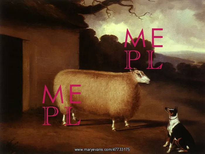  : Sheep and Dog