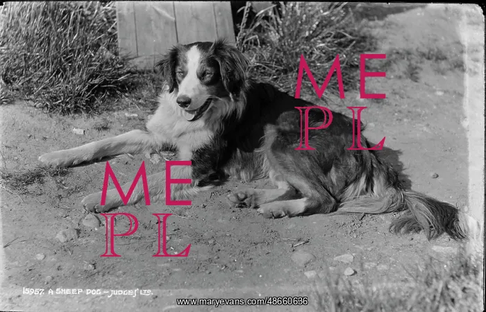 : A Sheep Dog : A Sheep Dog