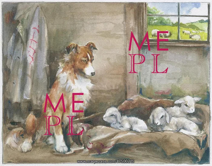 : Sheep dog with three new lambs : Sheep dog with three new lambs