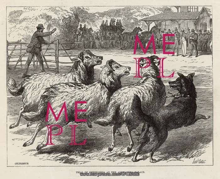 : SHEEP DOG TRIAL IN 1876 : SHEEP DOG TRIAL IN 1876