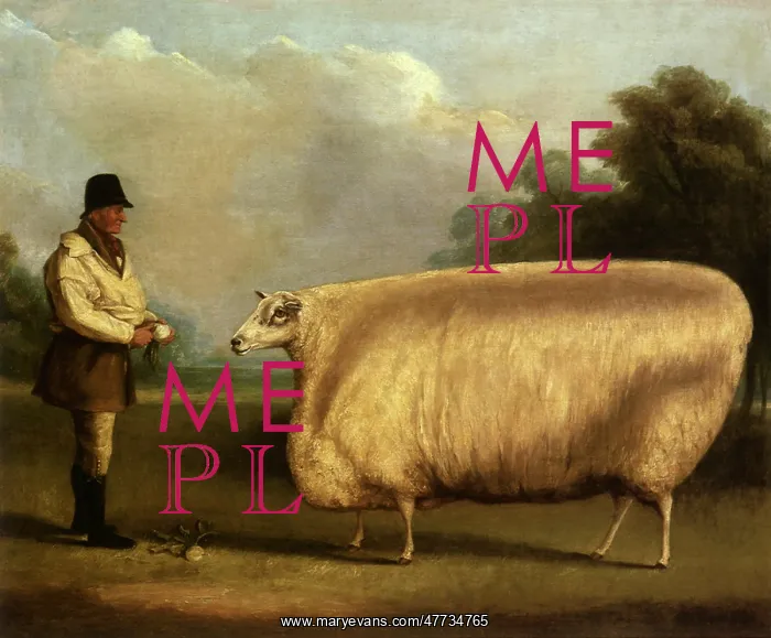  : Sheep is Fed Turnips