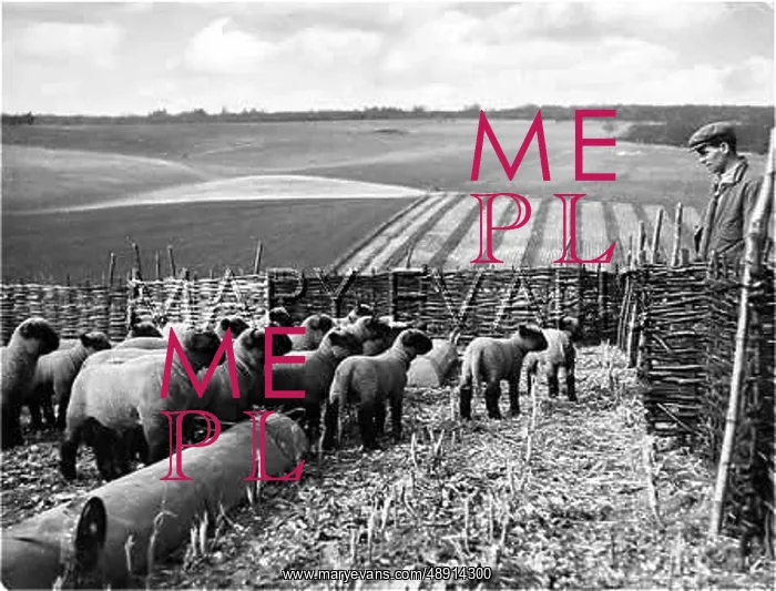 : SHEEP IN THE FOLD : SHEEP IN THE FOLD