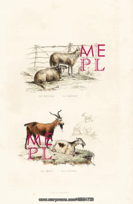 : Sheep and goats : Sheep and goats