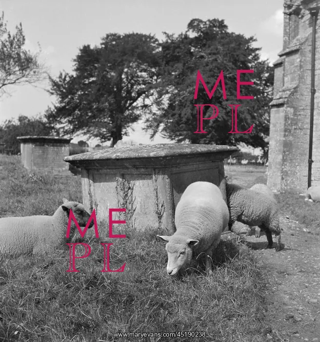 : Sheep in a graveyard : Sheep in a graveyard