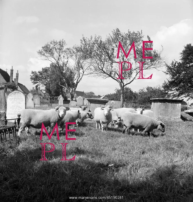: Sheep in a graveyard : Sheep in a graveyard