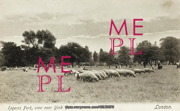 : Sheep graze in Regents Park : Sheep graze in Regents Park