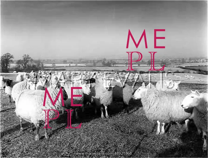 : SHEEP GRAZING : SHEEP GRAZING
