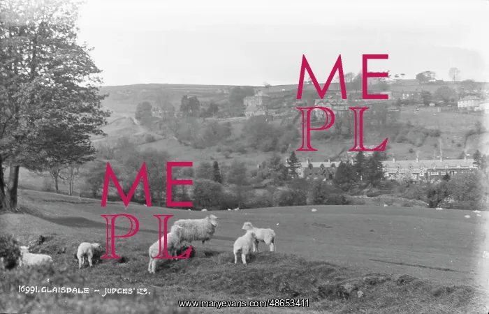 : Sheep Grazing in Glaisdale : Sheep Grazing in Glaisdale