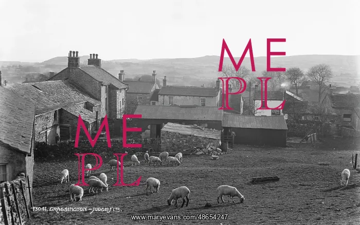 : Sheep Grazing in Grassington : Sheep Grazing in Grassington