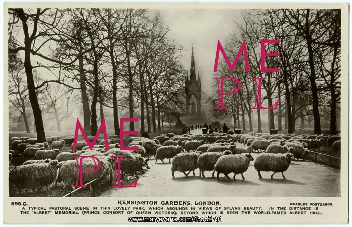 : Sheep Grazing - Kensington Gardens, London - Albert Memorial : Sheep Grazing - Kensington Gardens, London - Albert Memorial