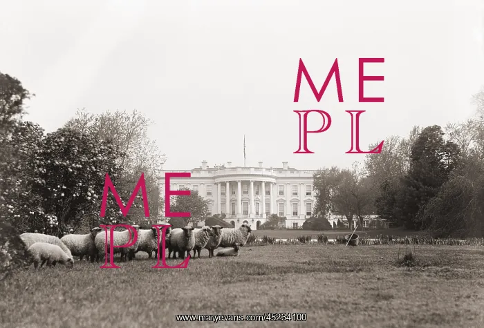  : Sheep grazing on the White House Lawn. during ?
