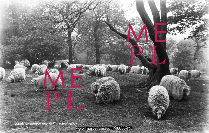 : Sheep on Hampstead Heath : Sheep on Hampstead Heath
