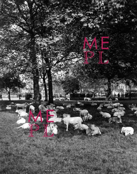 : SHEEP IN HYDE PARK 1933 : SHEEP IN HYDE PARK 1933