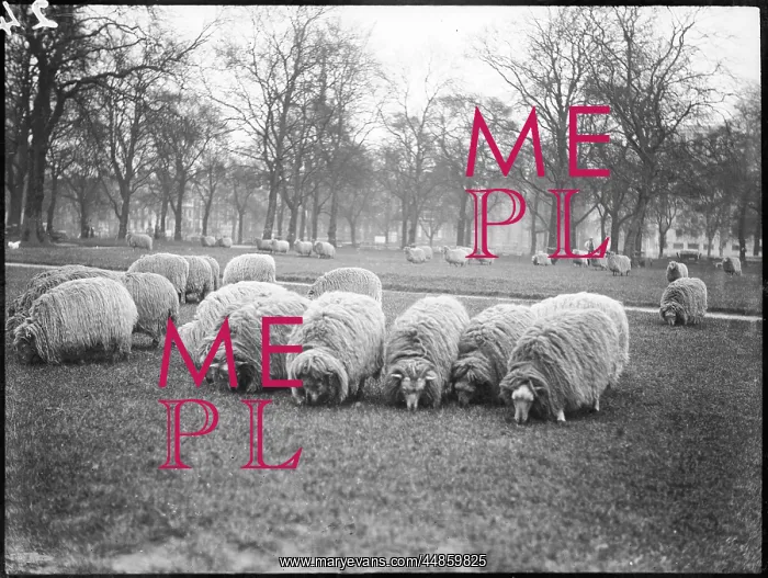 : Sheep in Hyde Park : Sheep in Hyde Park
