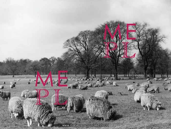 : SHEEP IN HYDE PARK : SHEEP IN HYDE PARK