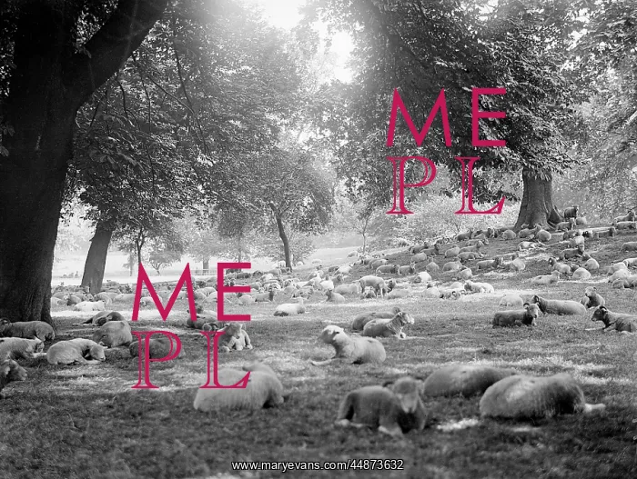 : SHEEP IN HYDE PARK : SHEEP IN HYDE PARK