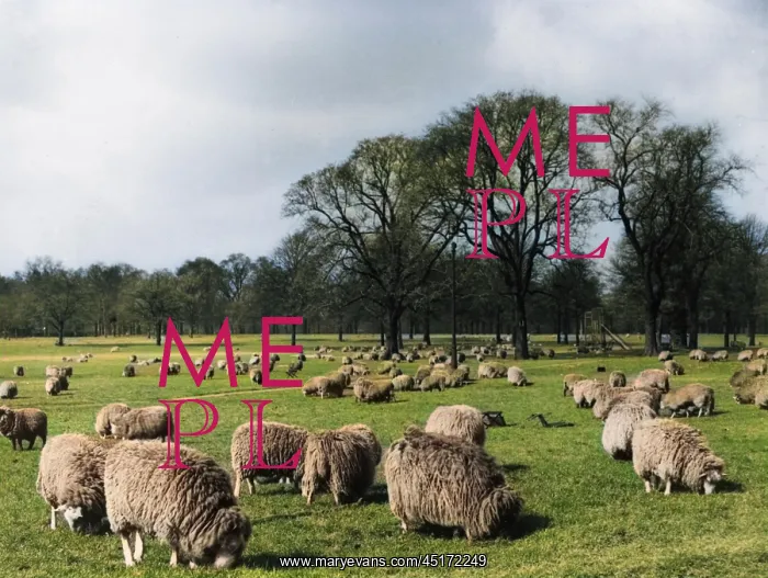 : SHEEP IN HYDE PARK : SHEEP IN HYDE PARK